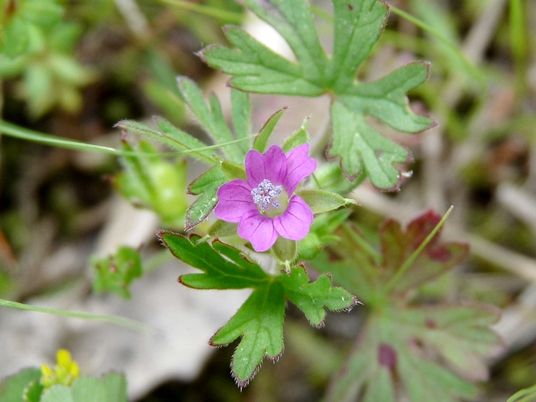 {Geranium dissectum}